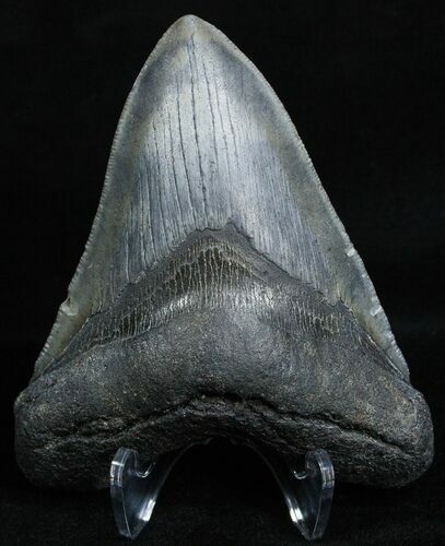 Inch Georgia Megalodon Tooth - Nice Shape #2335